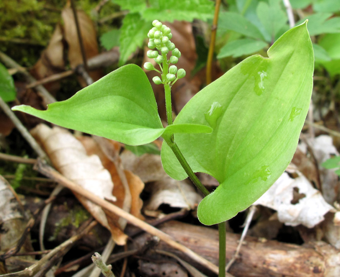 Maianthemum1