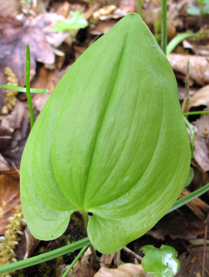 Maianthemum2