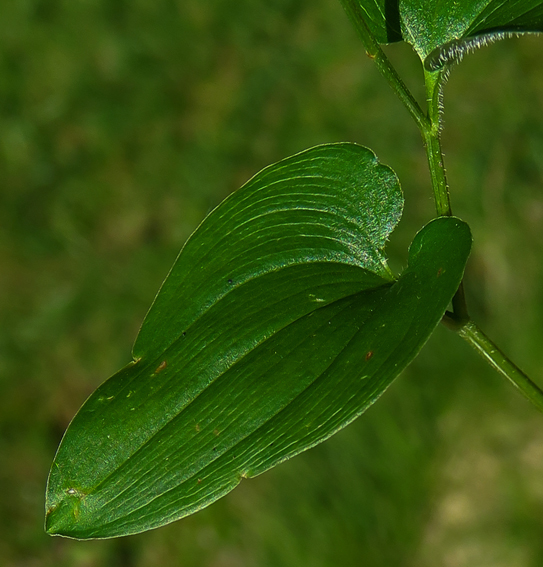 Maianthemum6