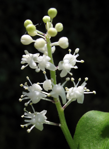 Maianthemum3