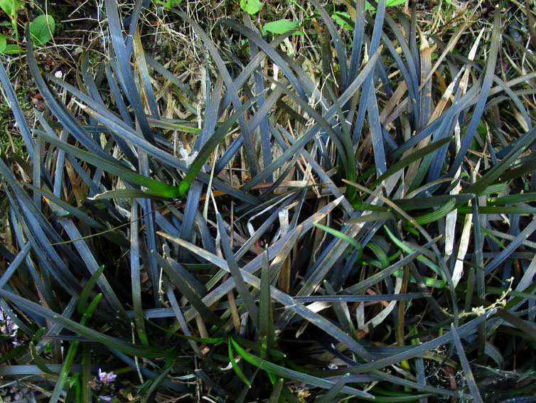 Ophiopogon2