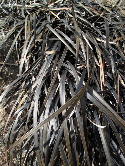 Ophiopogon1