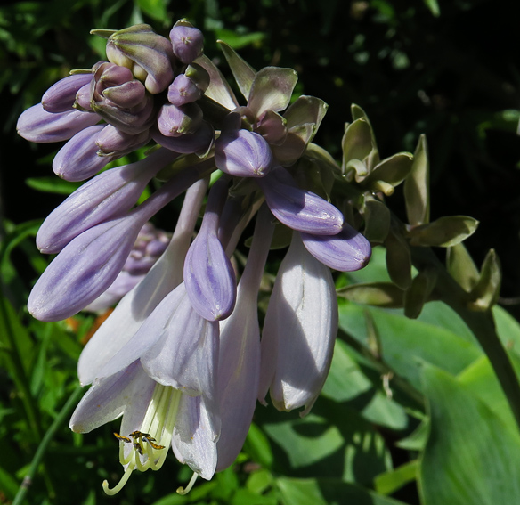 Hosta3