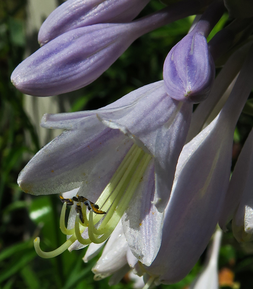 Hosta4