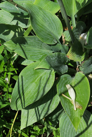 Hosta2