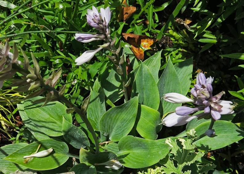 Hosta1