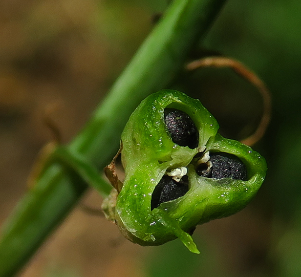 Ornithogalum3h