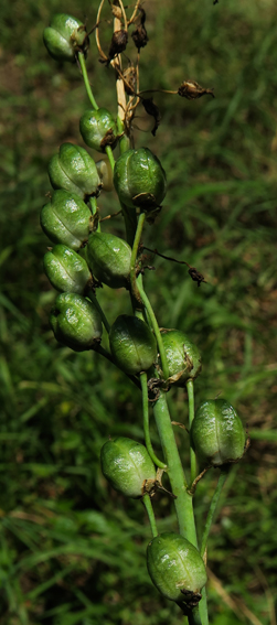 Ornithogalum3g