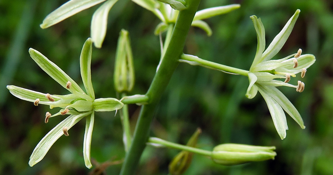 Ornithogalum2