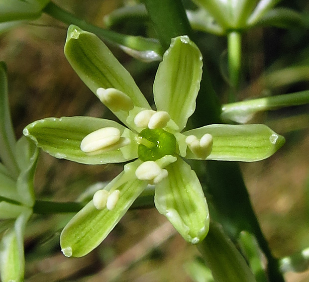 Ornithogalum3a