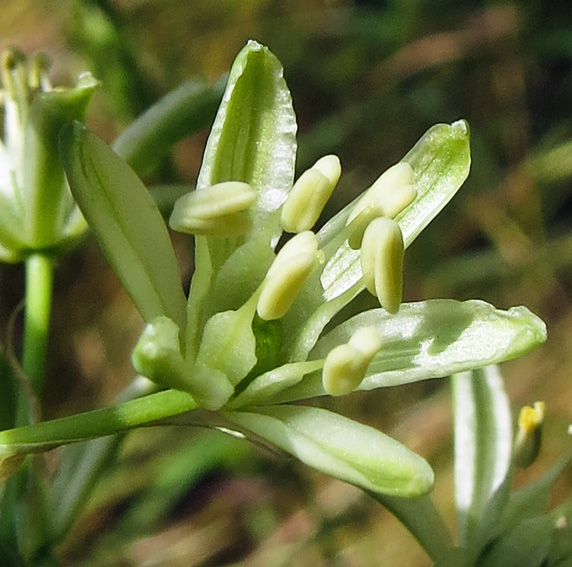 Ornithogalum3b