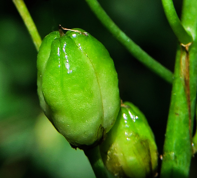 Ornithogalum3c