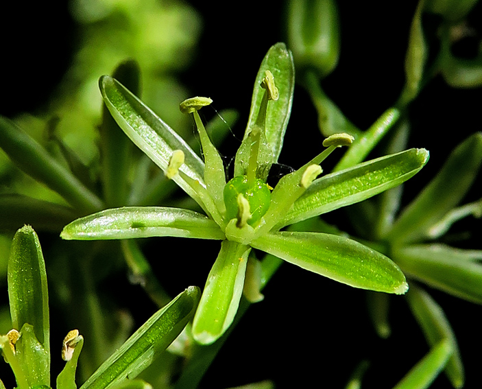 Ornithogalum3d