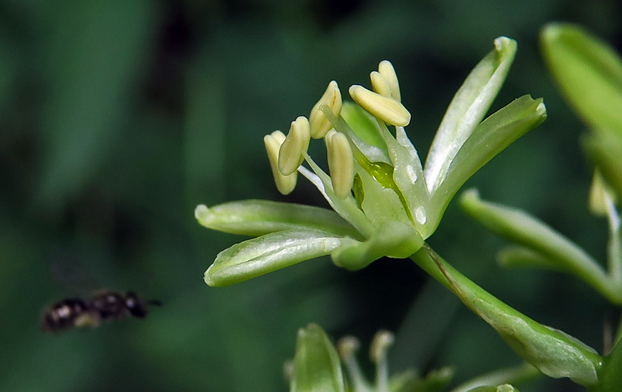 Ornithogalum3f