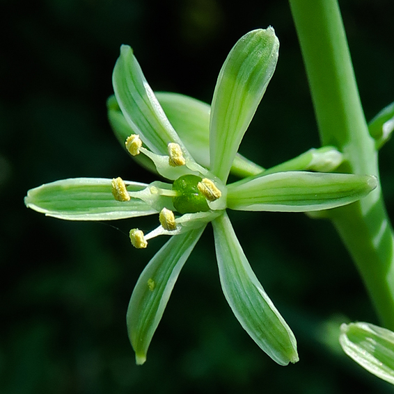 Ornithogalum1b