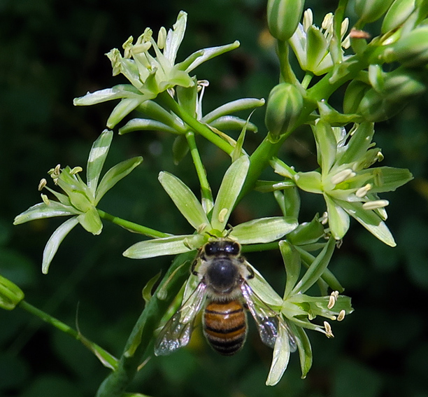 Ornithogalum1a