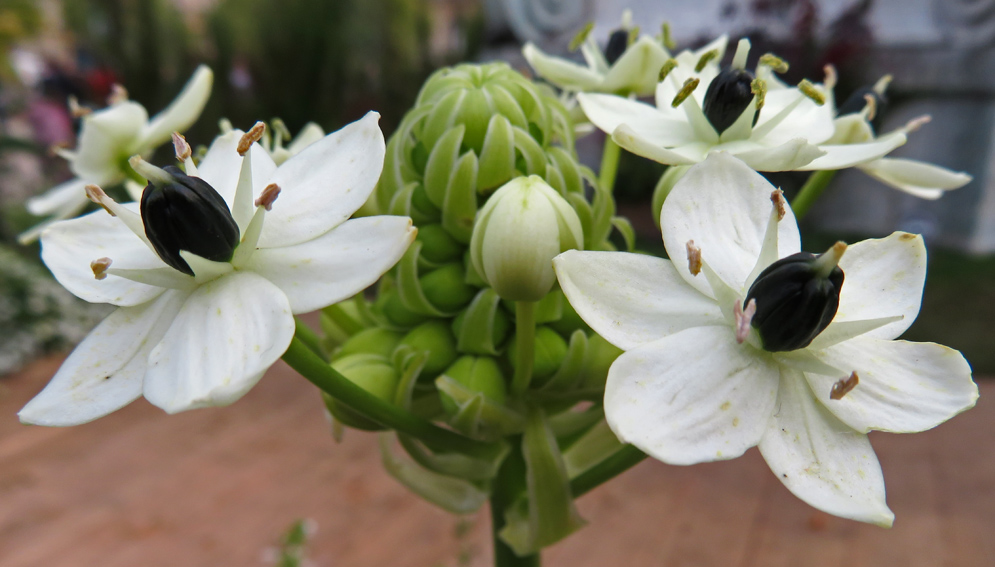 Ornithogalum11