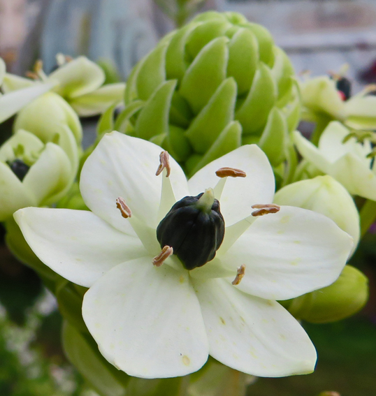 Ornithogalum12