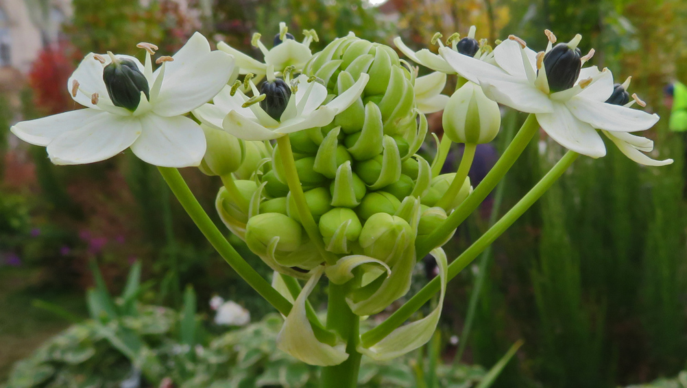 Ornithogalum10