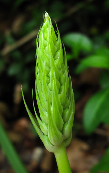 Ornithogalum0b