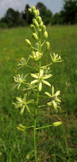 Ornithogalum1