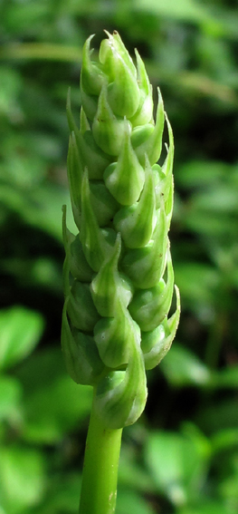 Ornithogalum0a