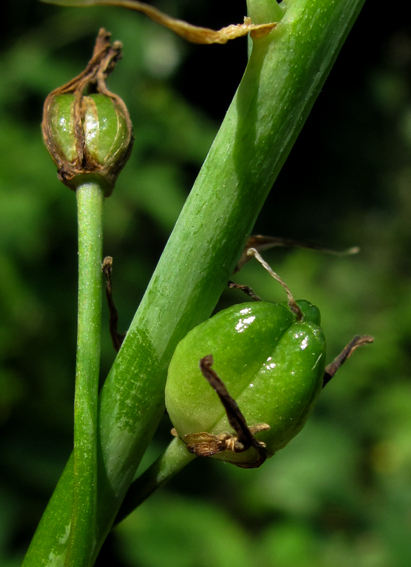 Ornithogalum3