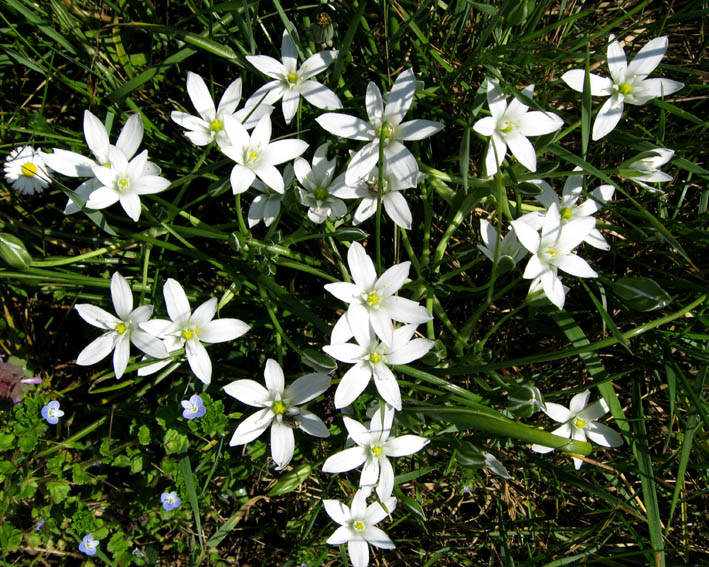 Ornithogalum4