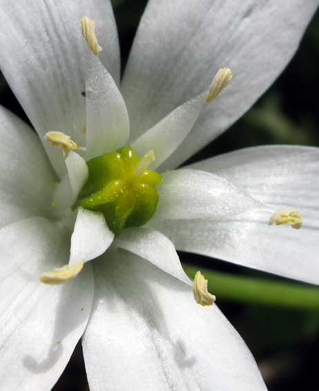 Ornithogalum8