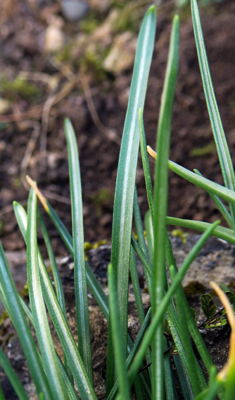 Ornithogalum8a