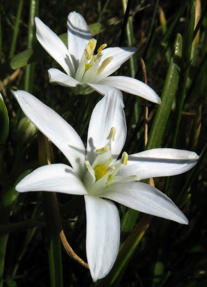 Ornithogalum5