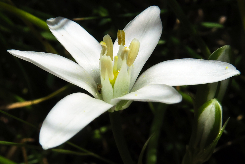 Ornithogalum7