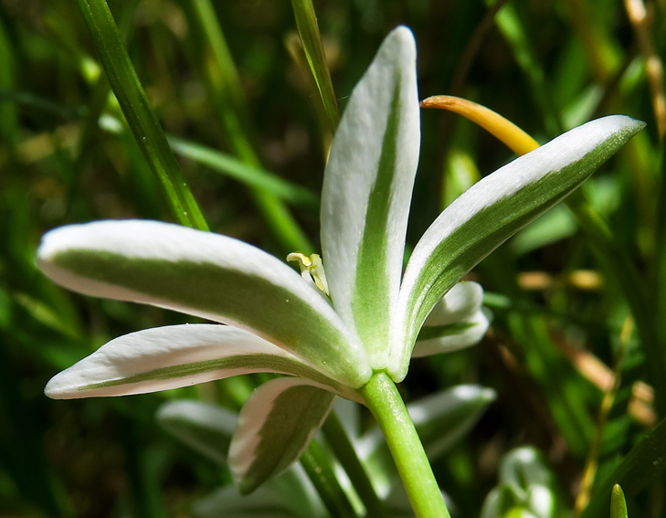 Ornithogalum7a