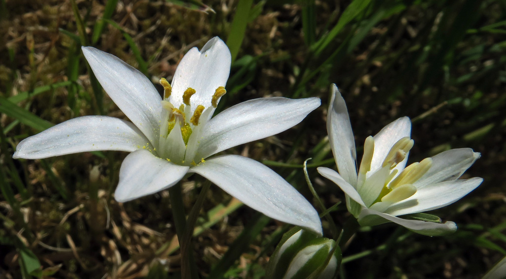 Ornithogalum5