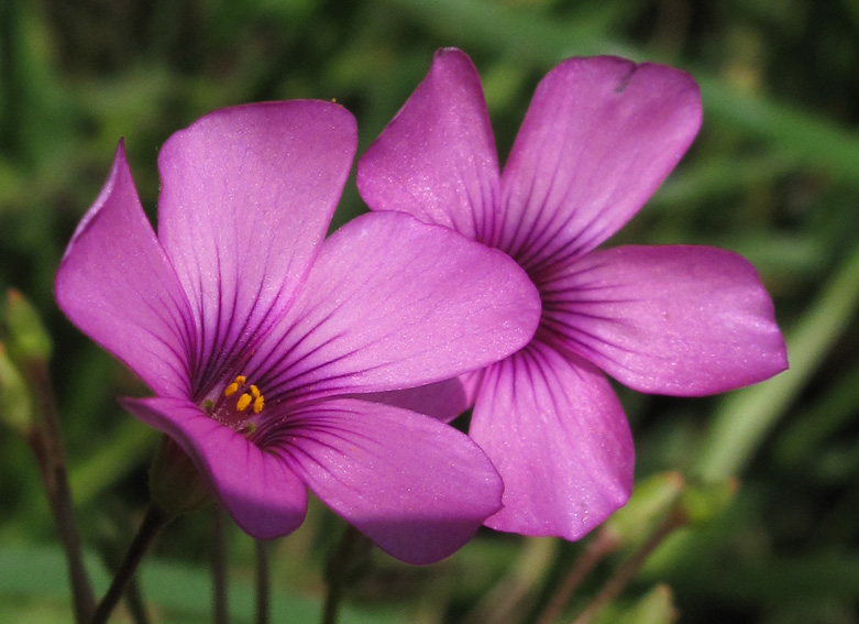 Oxalis7a