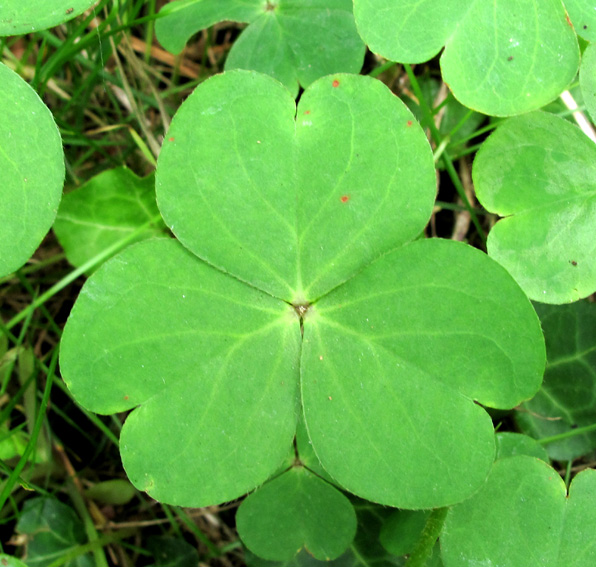 Oxalis6a