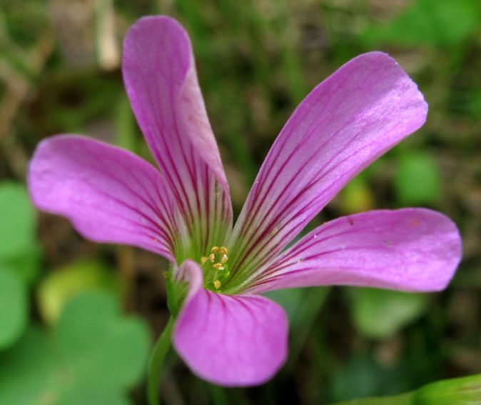 Oxalis7