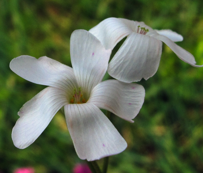 Oxalis14