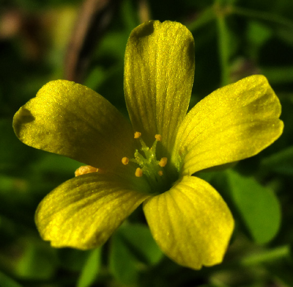 Oxalis9