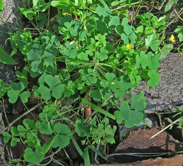 Oxalis4