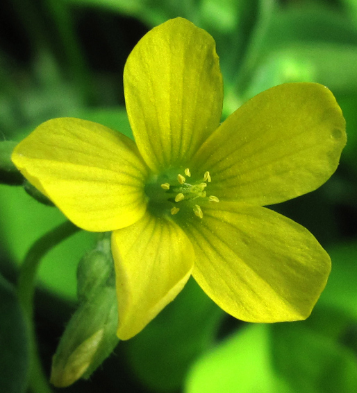 Oxalis4b