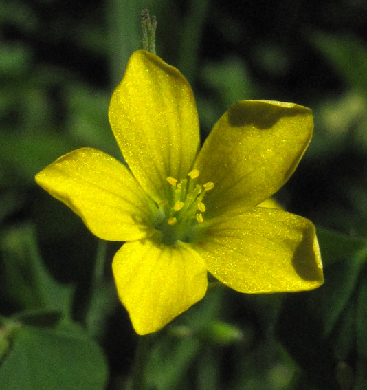 Oxalis5