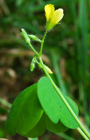 Oxalis11b