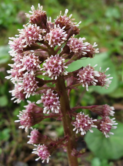 Petasites5b