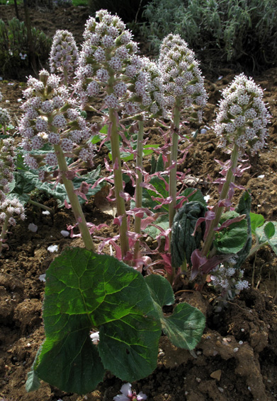 Petasites1