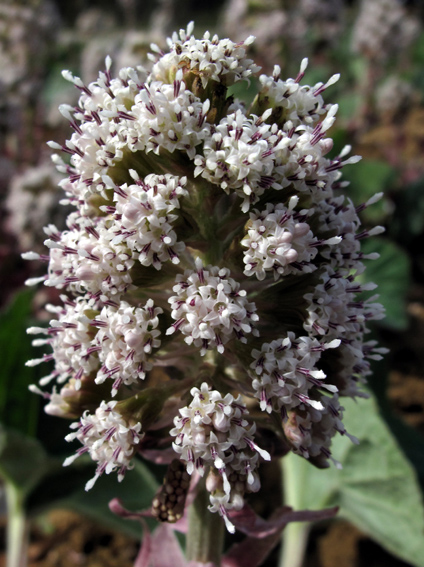 Petasite3