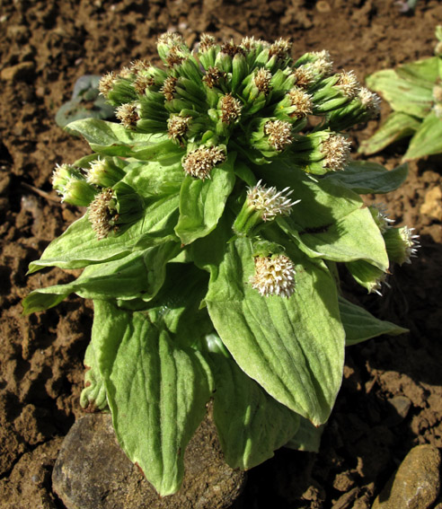 Petasites6