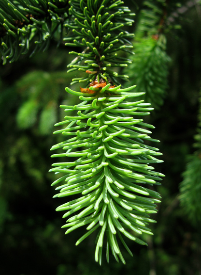 Picea3