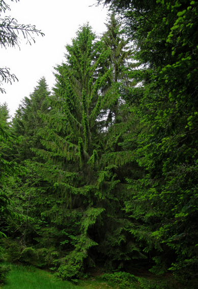 Picea1a
