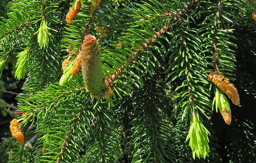Picea3a